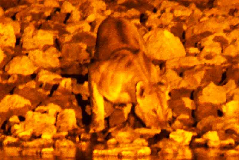 20 - Namibia - leona - imagen nocturna - Okaukuejo - parque nacional de Etosha